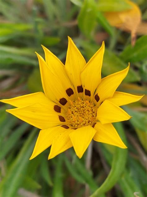 Gazania Flower Nature Yellow - Free photo on Pixabay - Pixabay