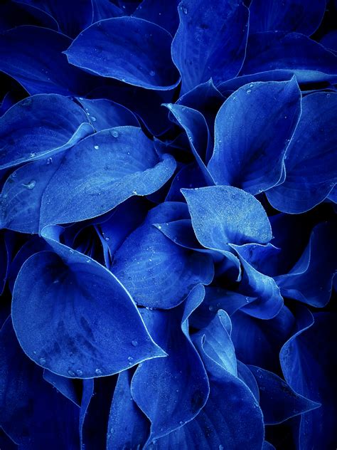 Mandy Blue Pictures | Download Free Images on Unsplash