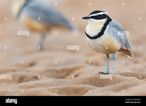 Egyptian Plover, Pluvianus aegyptius, on a riverbank of a river in Ghana. Also known as the ...