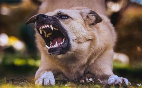 O Que É Sonhar Com Cachorro Mordendo - Sonhar com Cachorro Mordendo: É bom ou ruim? Significados