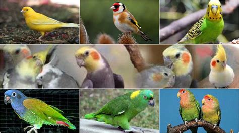 The Best Pet Birds for Beginners | Canary, Finches, Parrots & More