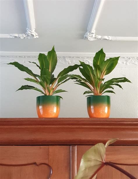 Chlorophytum green orange | Indoor plants, Plant life, Plants