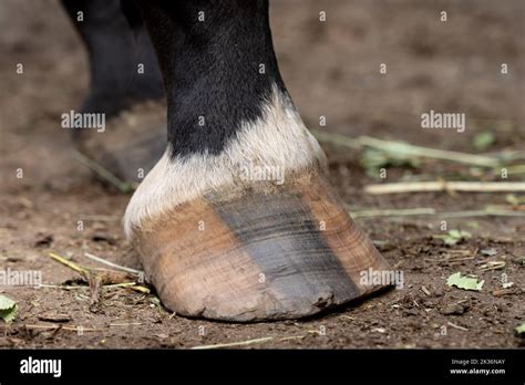 Close-up of a horse's hoof without a horseshoe Stock Photo - Alamy