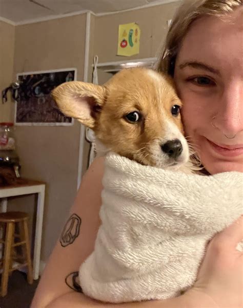 Adopted my first purebred corgi, named her Sugar Magnolia. I’m