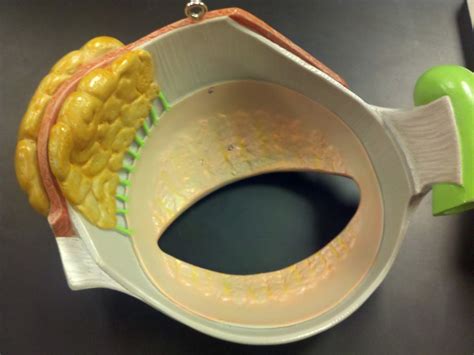 slide 2 Diagram | Quizlet 