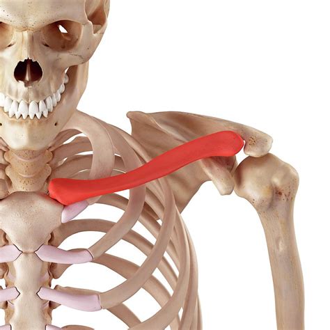 Human Clavicle by Science Photo Library