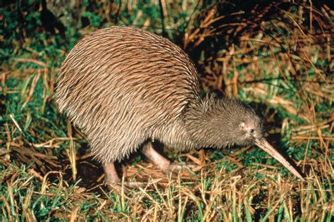 Where to See Kiwi Birds in New Zealand - NZ Pocket Guide