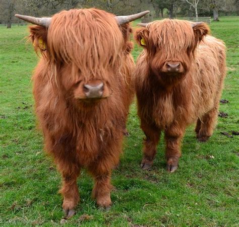 Highland Cows (also known as Daisy Coos) | Scottish highland cow, Cow ...