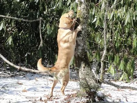 conservation detection dogs school  dog trainers