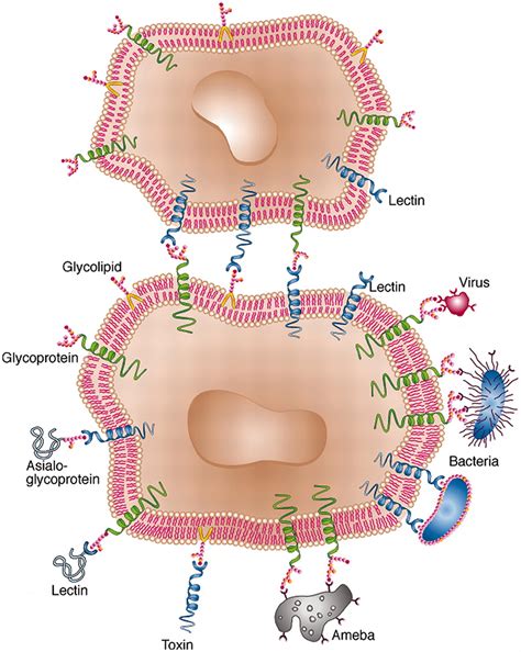 What is Lectin? What are Lectin Foods? Is It Bad?