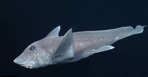 Marine Biologists locate the legendary elusive "Ghost Shark"... :ohhh ...