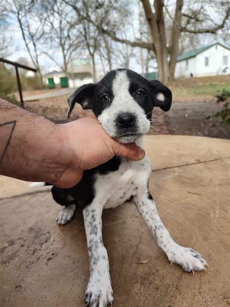 boston terrier  sale  belton  petzlover