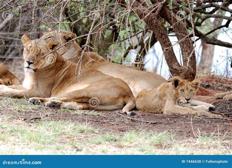 Pride Of Lions Royalty Free Stock Photos - Image: 7446638