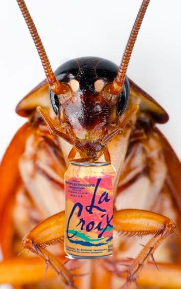 La Croix Facing Lawsuit Claiming It Uses Cockroach Insecticide In Its Sparkling Water. Yes ...