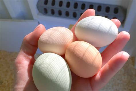 how to clean chicken eggs with poop