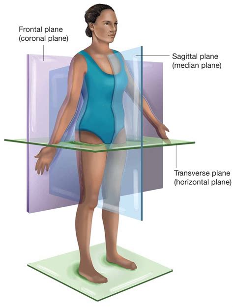 Ultimate Guide To The Median Sagittal Plane: Anatomy, Functions, And ...