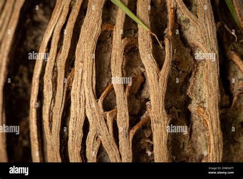 plant roots texture  background  wallpaper abstract background