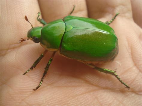 Jewel Scarab from the backyard by deiserys on DeviantArt