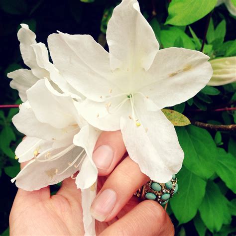 Our Newest Endangered Species: The Rusty-Patch Bumblebee – Exploring Green