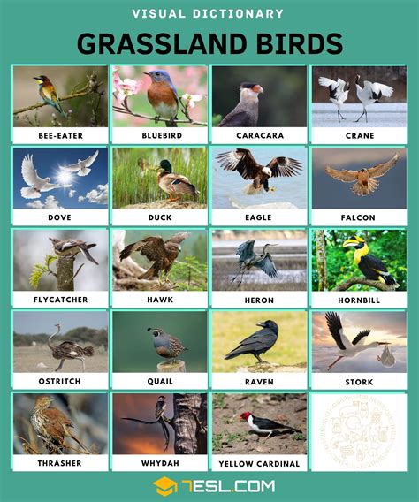 List of Grassland Animals in English with Pictures • 7ESL