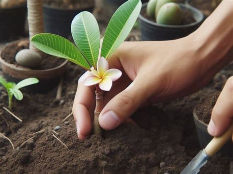 Growing Plumeria from Cuttings: A Step-by-Step Guide | Florgeous