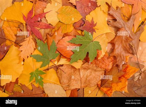 dried leaf wallpaper  res stock photography  images alamy
