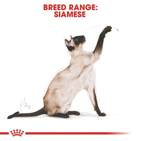 ROYAL CANIN® Siamese 10kg – Superpet Warehouse