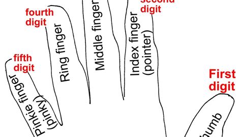 human hand fingers  digits