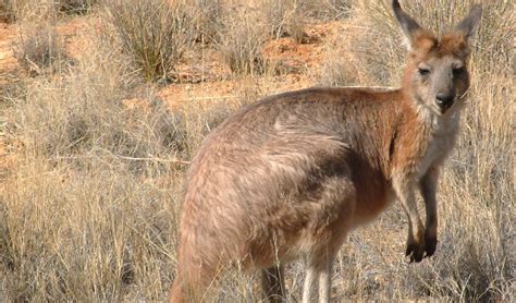 common wallaroo facts distribution population biodb