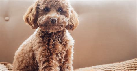pros  cons   cavapoo