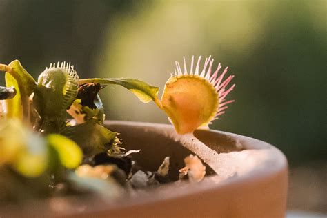 Ide Penting Venus Fly Trap Plant Growing, Gambar Tumbuhan
