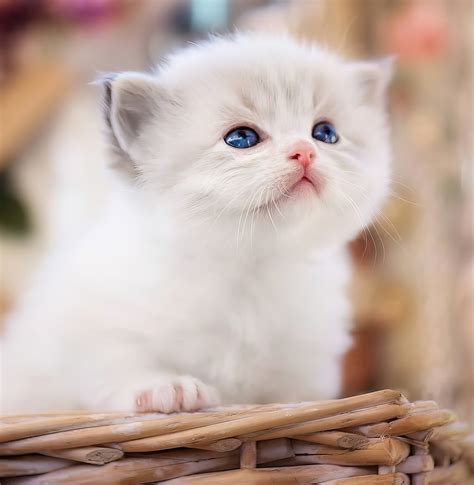 Me and My Owner | Atlanta GA