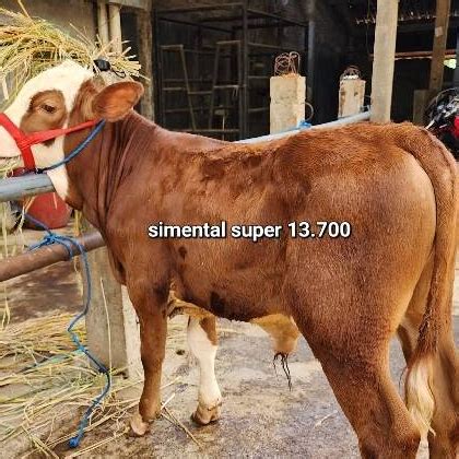 sapi simental tanilink