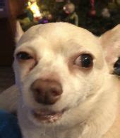 Tiktok Dog Meme Closed Eyes