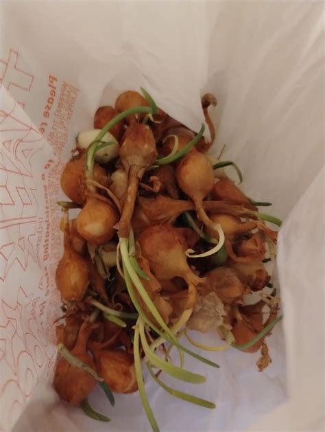 I need advice on storing seed onions : r/gardening