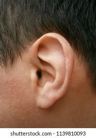 healthy human ear stock photo  shutterstock