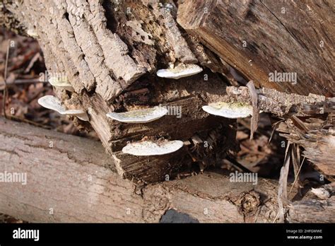 Common White Polypore Mushrooms Growing on an Old Log Stock Photo - Alamy