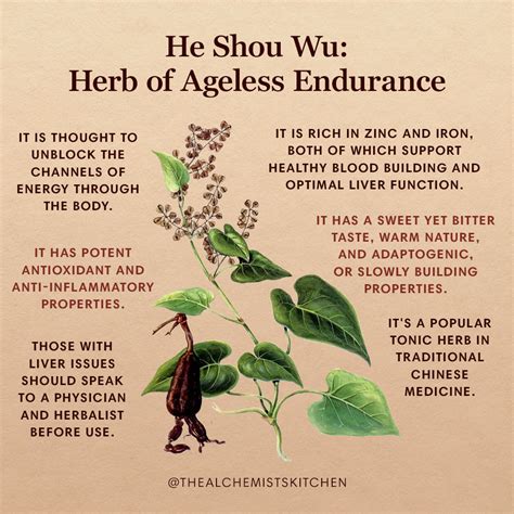 Discover the Power of He Shou Wu (Polygonum multiflorum)