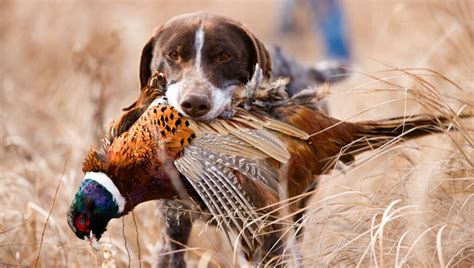 Unlocking Ultimate Pheasant Hunting Success Insider Tips From The Worlds Top Bird Hunters