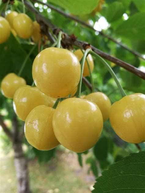 Sweet Yellow Cherry on the Tree in Summer Day Stock Image - Image of ...