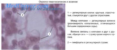 Развитие костной ткани на месте хряща. Остеокласты. Пластинчатая ...