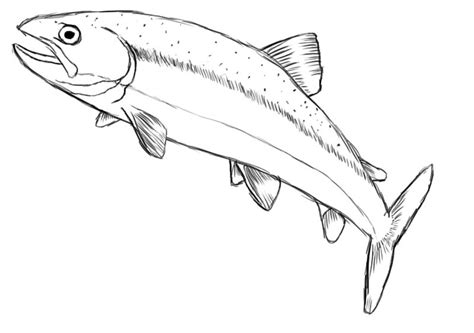 Trout Drawing at GetDrawings | Free download