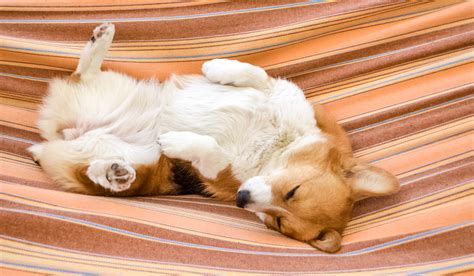 corgi sleep     interesting facts corgi life