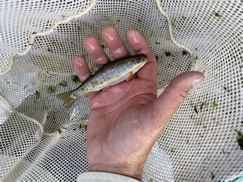 Helping Elk and Trout at the Same Time | Rocky Mountain Elk Foundation