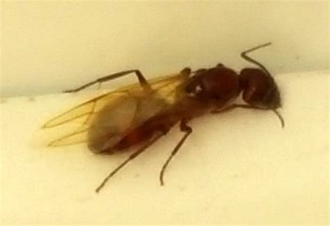 Carpenter Ant Alates - What's That Bug?