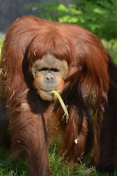 Columbus zoo | Columbus zoo, Animals, Zoo