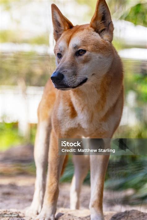 close  view   dingo wild dog native  australia