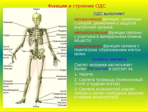 Організм Людини Як Функціональна Система Реферат - atlantaregulations