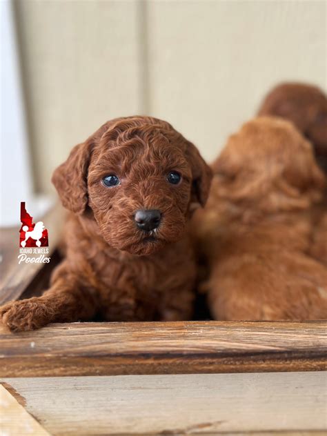 Idaho Jewels Poodles — The Importance of Collaboration