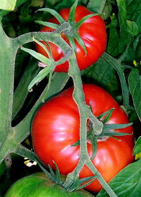 Tomato